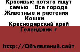 Красивые котята ищут семью - Все города Животные и растения » Кошки   . Краснодарский край,Геленджик г.